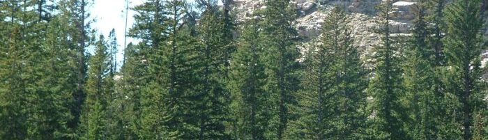 A forest of pine trees