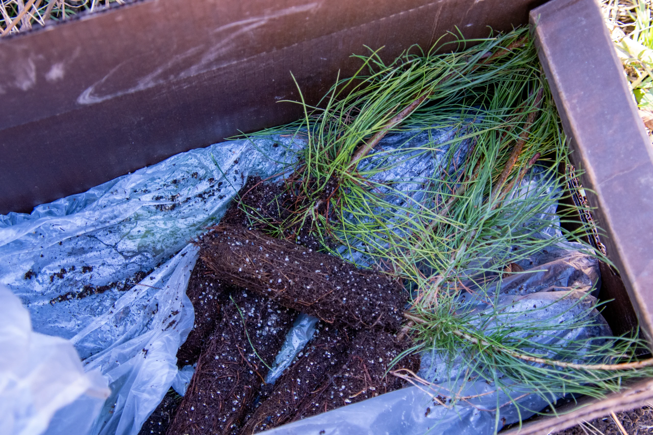 A cardboard box filled with tree seedlings, their roots wrapped in plastic, ready for planting