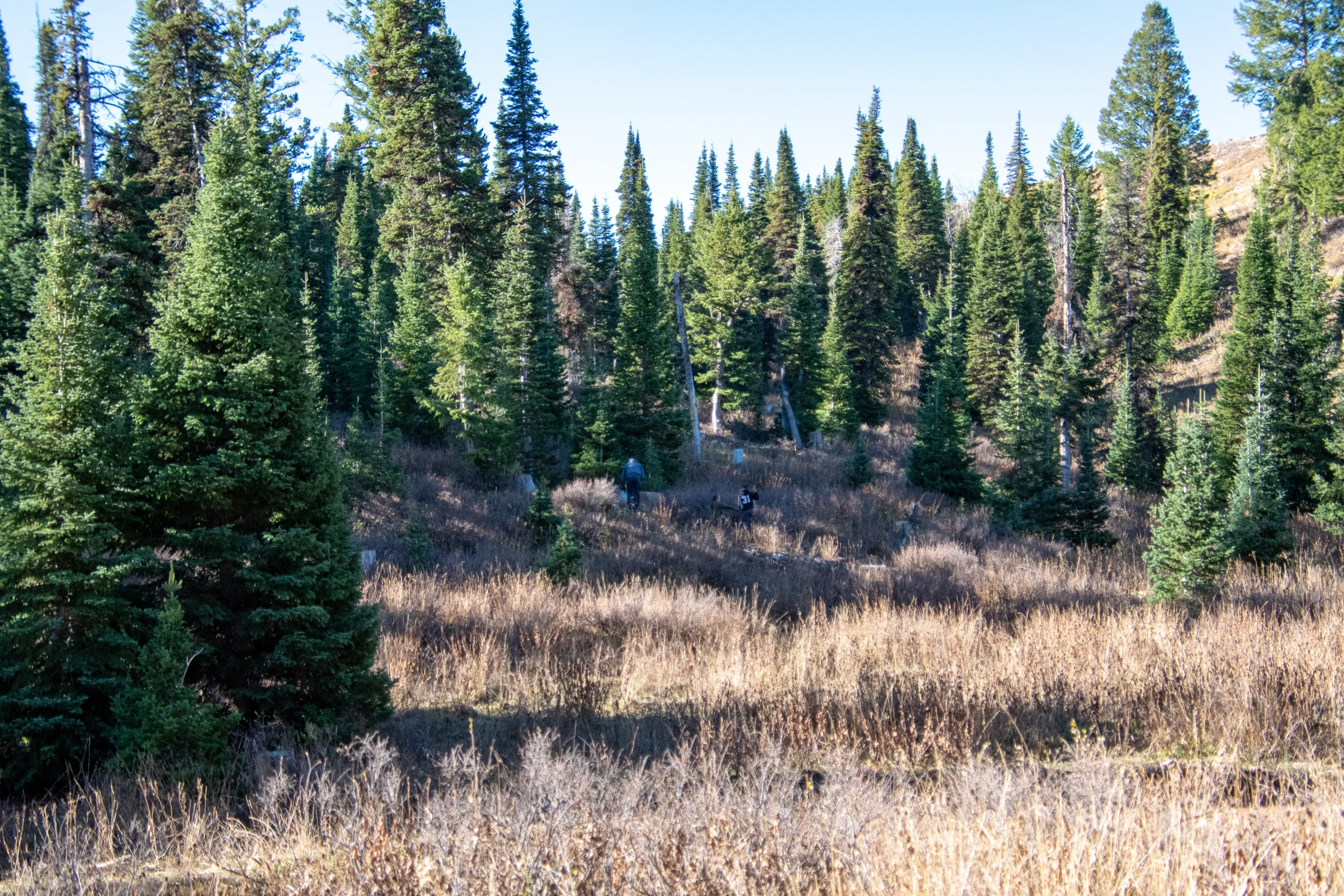 A dense forest of tall pine trees with a field of dry grass in the foreground