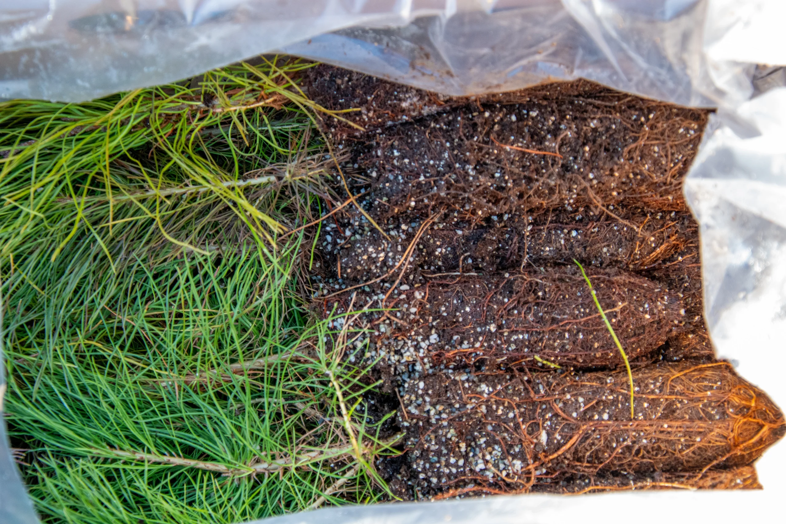 A bag filled with Coldwater tree seedlings and their root plugs.