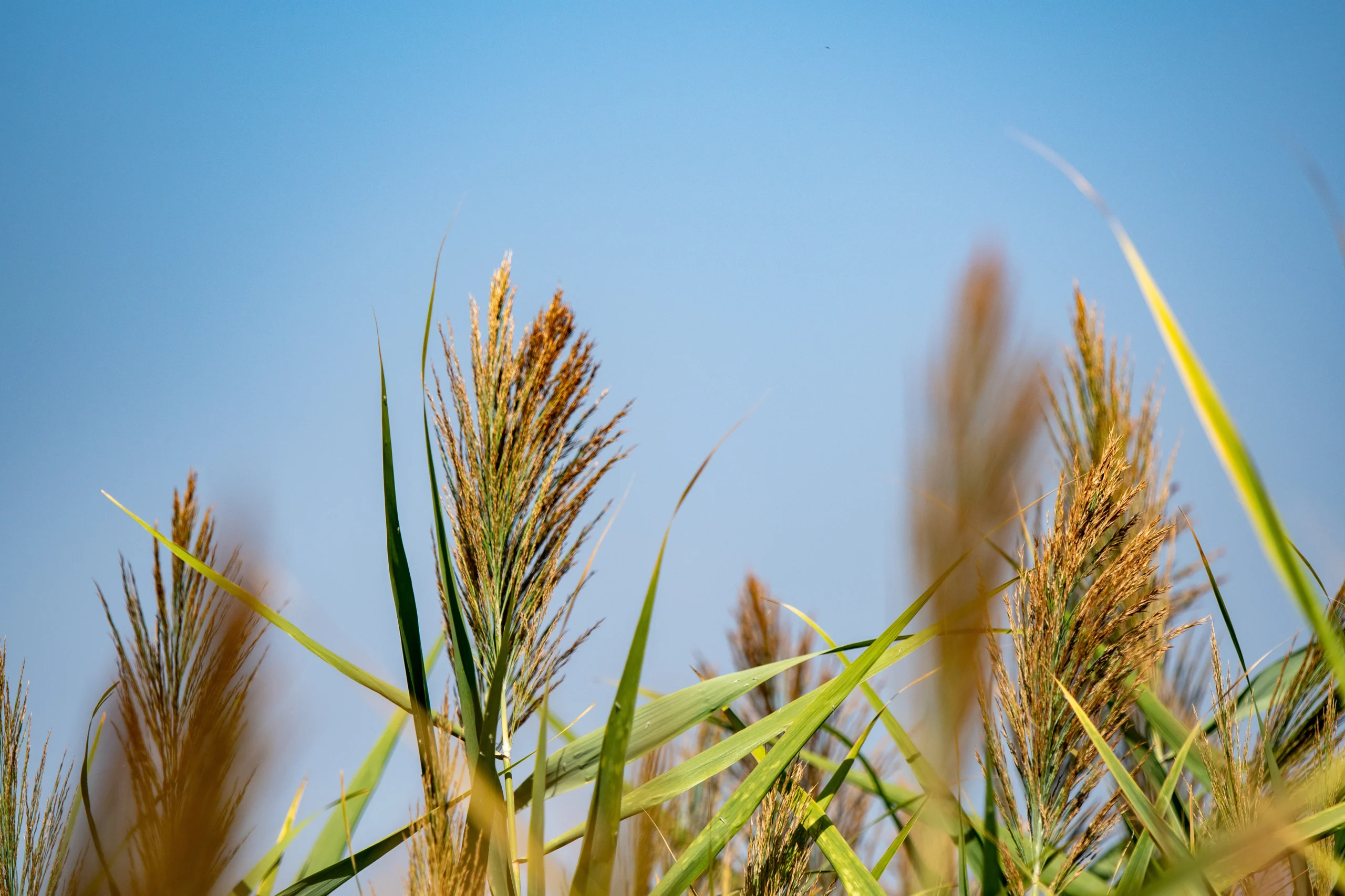 Close-up of tall common reeds with feathery brown tops against a clear blue sky.