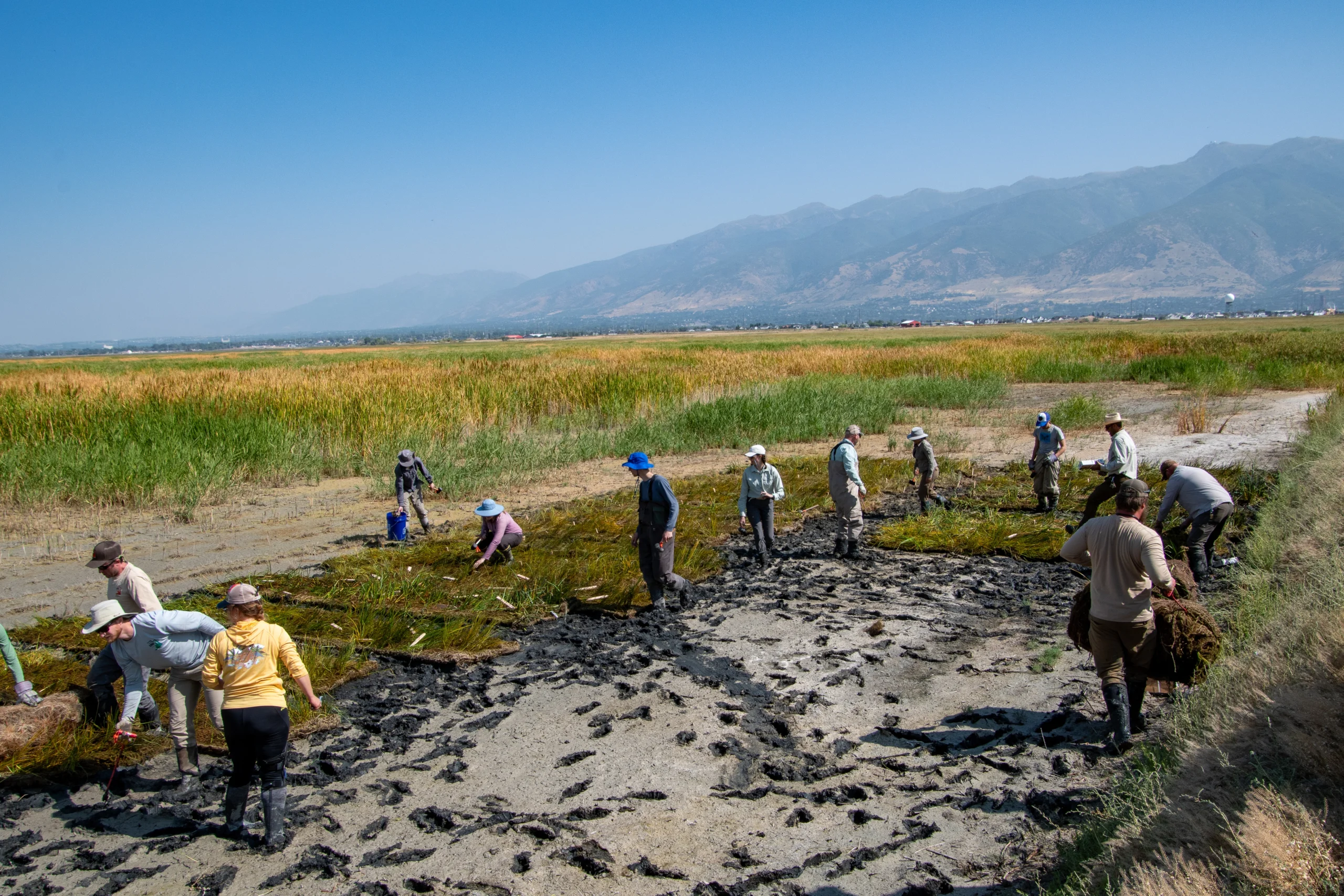 Volunteers planting in a muddy wetland area with mountains in the background