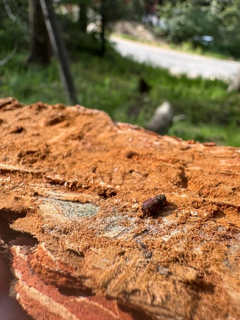 A small brown beetle rests on rough, reddish-brown wood, with a blurred forest road in the background.