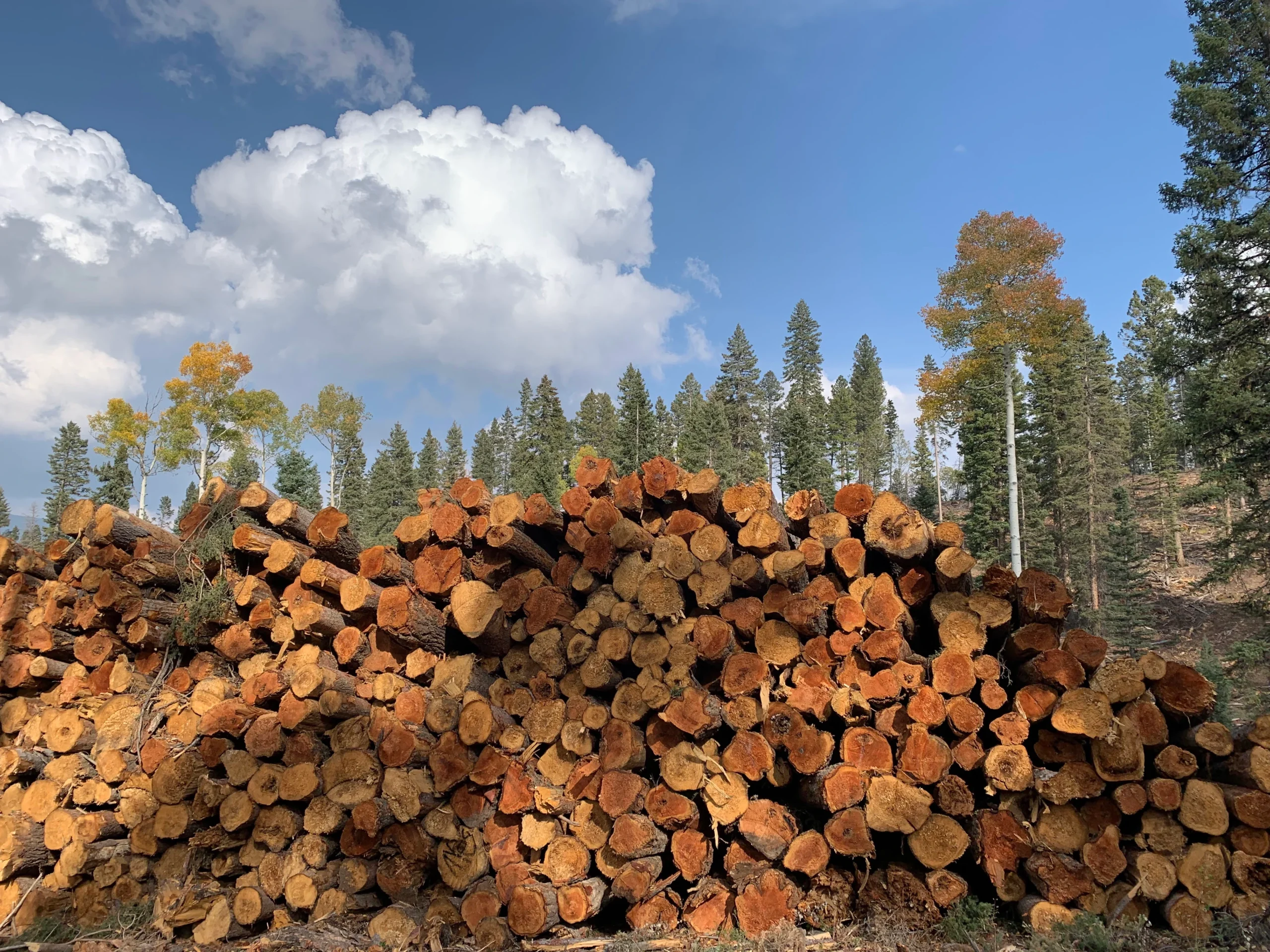 A large pile of cut logs sits in front of a forest under a blue sky with white clouds