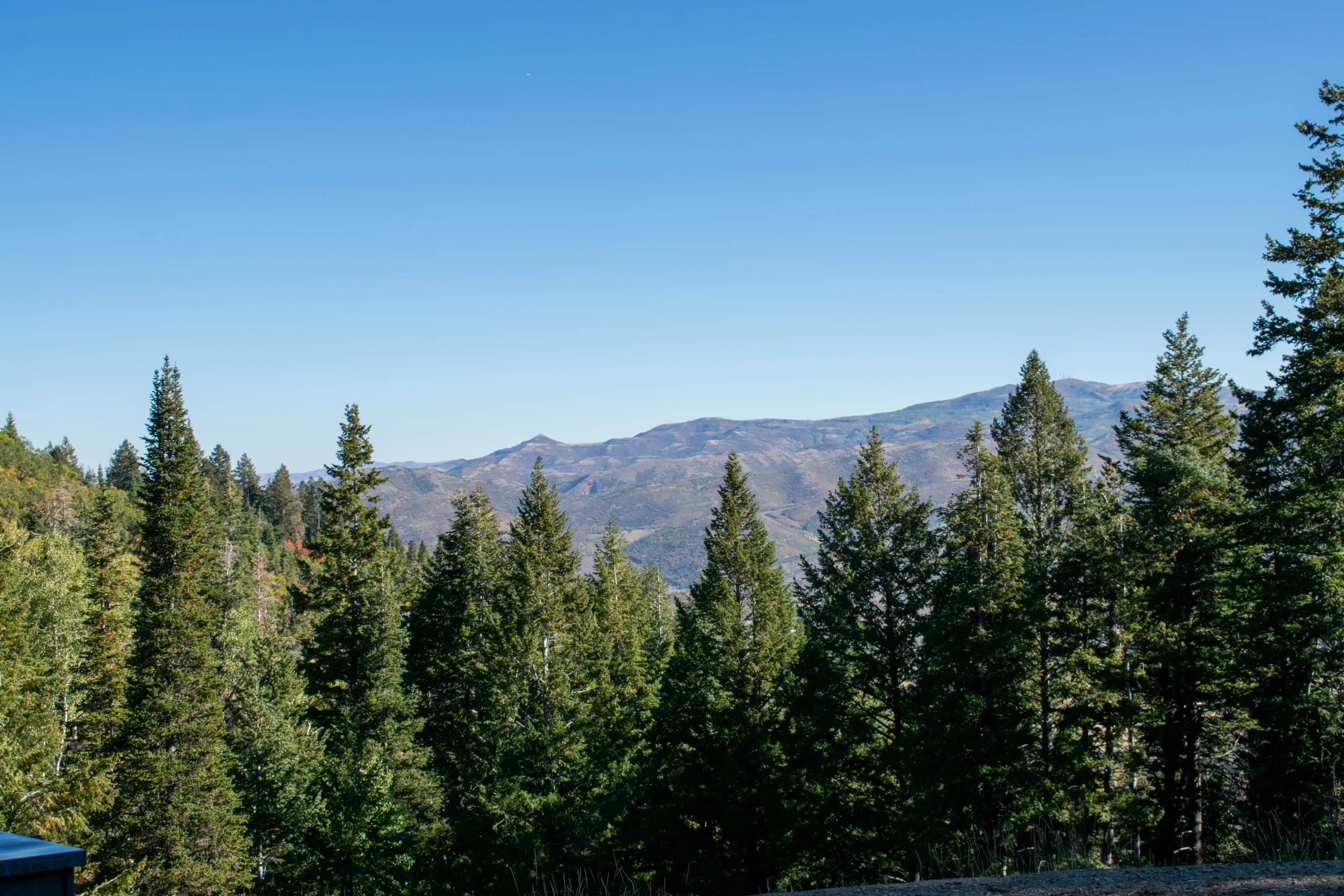 A line of green pine trees stands against a backdrop of distant mountains and a clear blue sky.