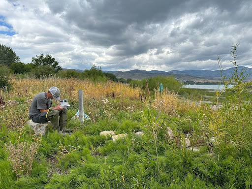 Monitoring Invasive vegetation on the shore of Bear Lake.