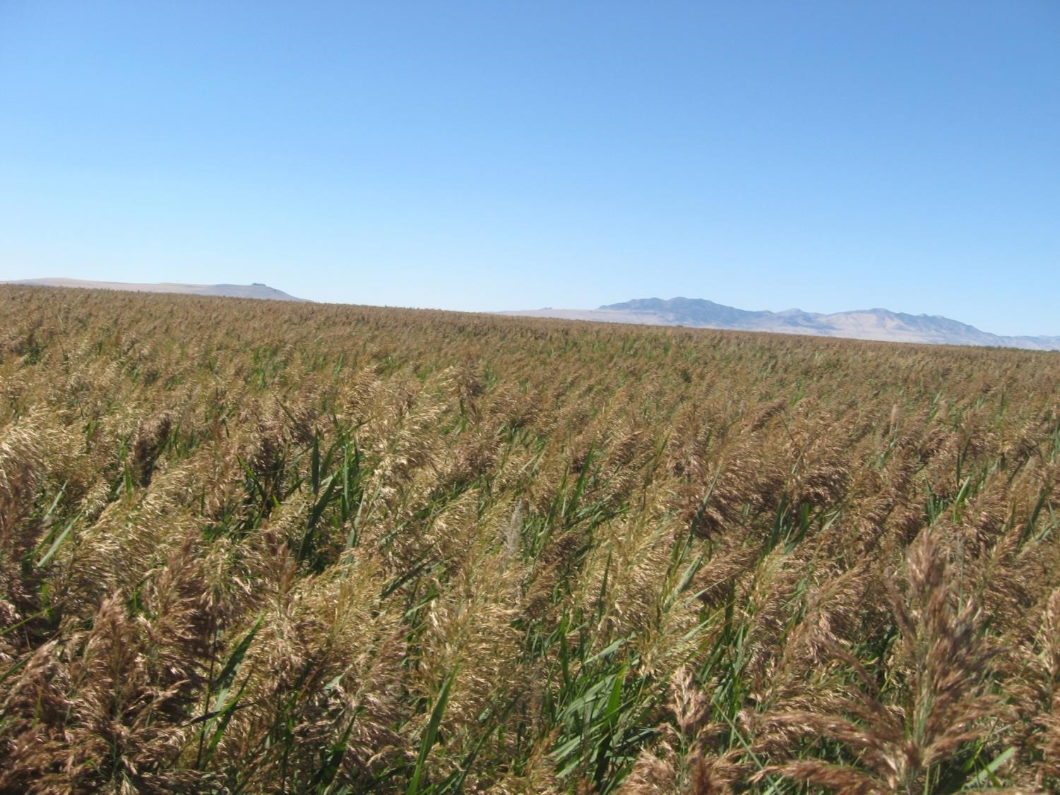 Miles of phragmites.